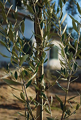 Image showing Olive tree branch