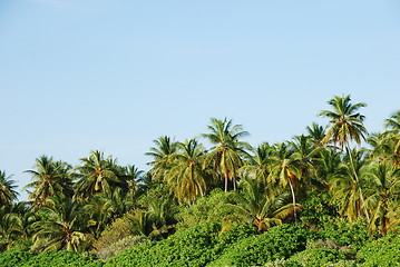 Image showing Coconut palm trees