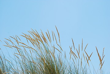 Image showing Reed grass background on a tropical beach