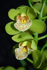 Image showing Yellow Orchid with Black Background