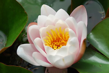 Image showing Beautiful nenufar plant/flower