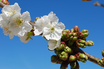 Image showing Cherry Flowers