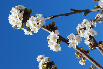 Image showing Cherry Flowers