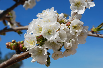 Image showing Cherry Flowers