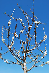 Image showing Cherry tree