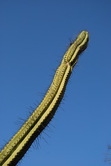 Image showing Green cactus