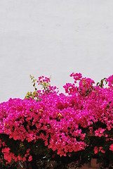 Image showing Pink Bouganvilla flowers background