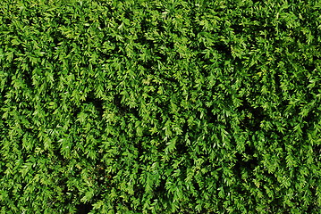 Image showing Green turf background