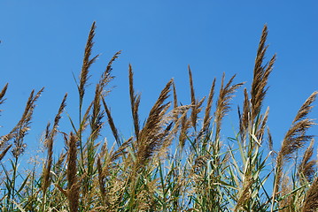 Image showing Reed grass on a lake