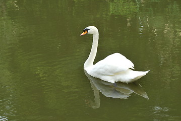 Image showing Mute swan on a lake