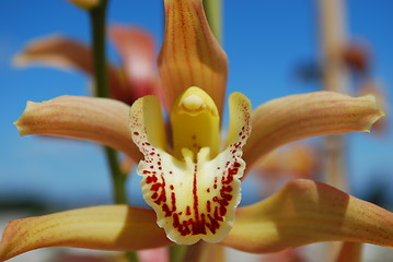 Image showing Pink orchid flower