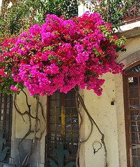 Image showing Typical building with clinging flowers in Lisbon