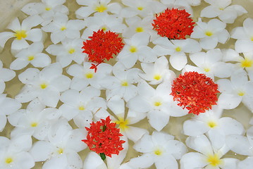 Image showing White tropical frangipanis flowers background