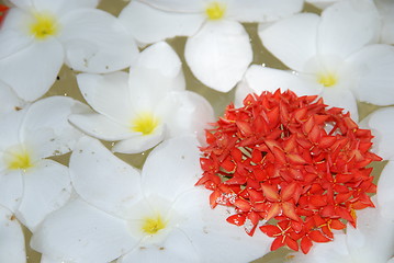 Image showing White tropical frangipanis flowers background