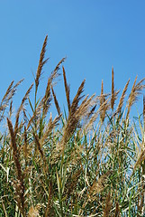 Image showing Reed grass on a lake