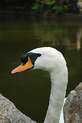 Image showing Mute swan on a lake