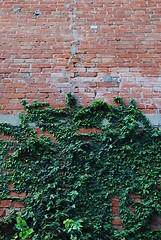 Image showing Brick wall background with clinging plants