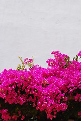 Image showing Pink Bouganvilla flowers background