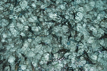 Image showing Black fishes on translucent water