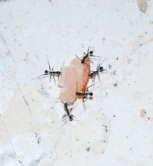 Image showing Ants at work carrying some food