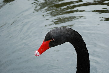 Image showing Black swan on a lake