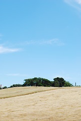 Image showing Wheat field after harvest