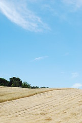 Image showing Wheat field after harvest