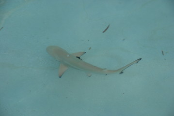 Image showing Blacktip reef shark on a maldivian island