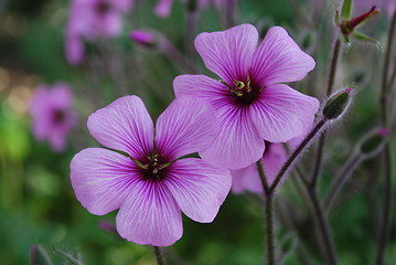 Image showing Purple Poppies on a park