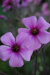 Image showing Purple Poppies on a park