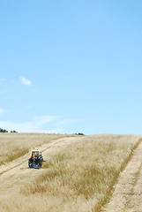 Image showing Tractor harvesting wheat field