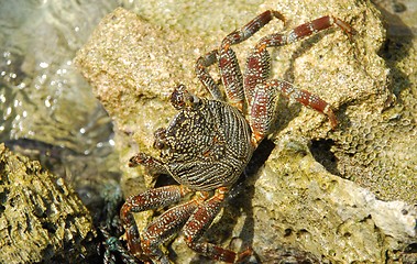 Image showing Wild crab walking on a stone reef