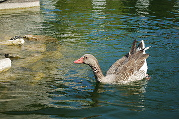 Image showing Ducks Swimming in a Artificial Lake