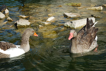 Image showing Ducks Swimming in a Artificial Lake