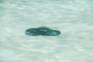 Image showing Black ray on a maldivian island