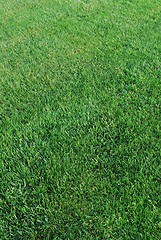 Image showing Green turf background