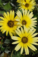 Image showing Yelllow Daisys