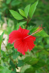 Image showing Red hibiscus pistilles flower