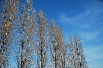 Image showing Tall Trees on a Park