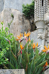 Image showing Strelitzia, bird of paradise flower