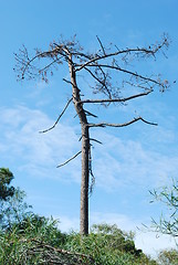 Image showing Bare naked tree