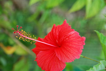 Image showing Red hibiscus pistilles flower