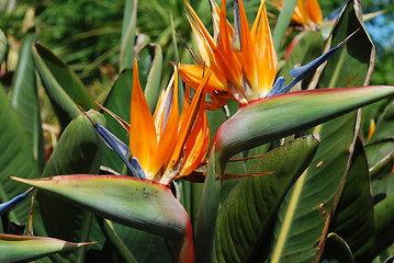 Image showing Strelitzias, bird of paradise flower