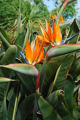 Image showing Strelitzias, bird of paradise flower