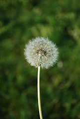 Image showing Dandelion with Grass Background