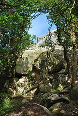 Image showing Jungle landscape