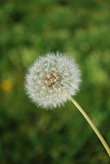 Image showing Dandelion with Grass Background