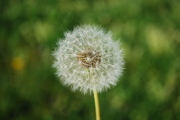 Image showing Dandelion with Grass Background