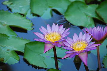 Image showing Beautiful purple waterlilies in a pond