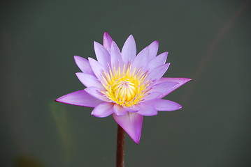 Image showing Beautiful purple waterlily in a pond